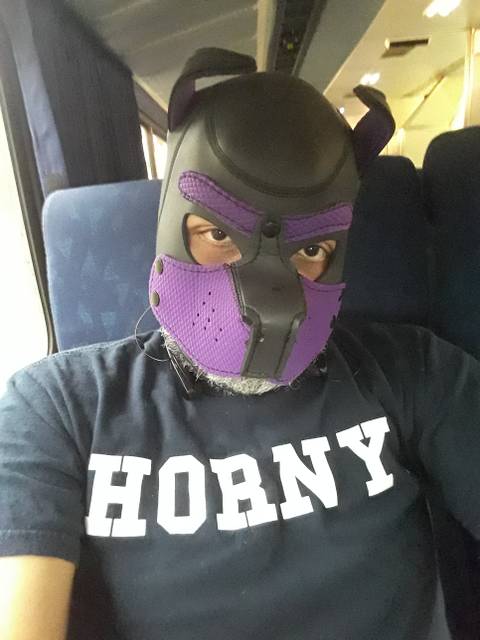 @phoenix_pup