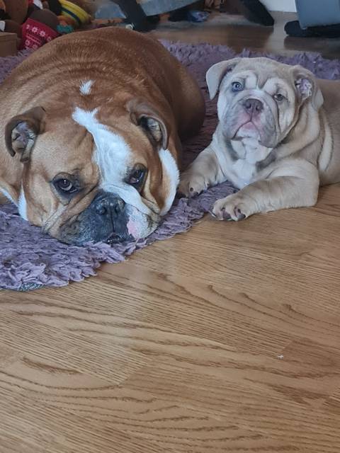 britishbulldoglife