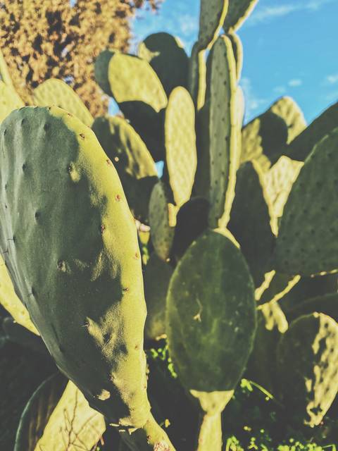 Rose 🌹 - rose_y_cheeks OnlyFans