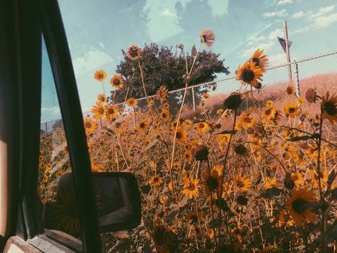smexy_sunflower