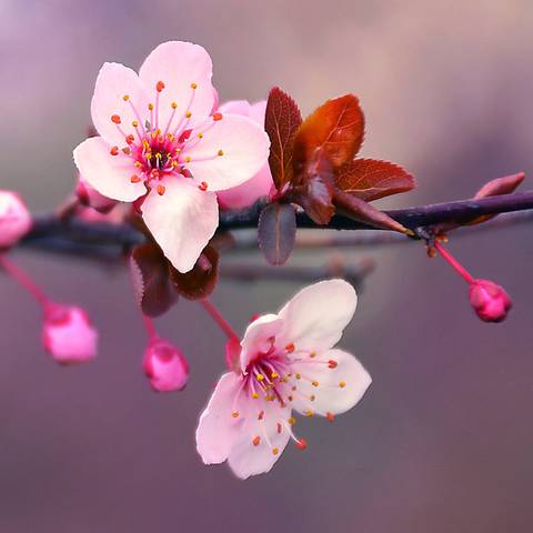 cherryblossom1260