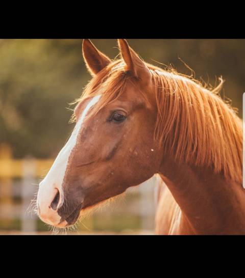 oldmcdonaldhadahorsecock nude