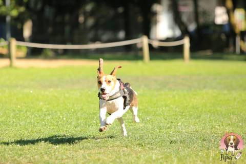 pipasthebeagle nude