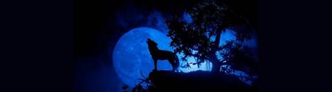 wolffeet11