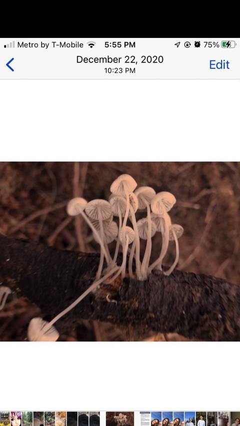 mushroom4ngel nude