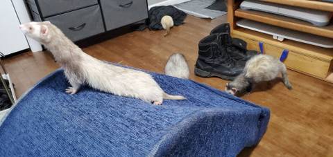 ferretfuzzbutts nude