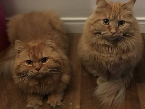 furrfamily