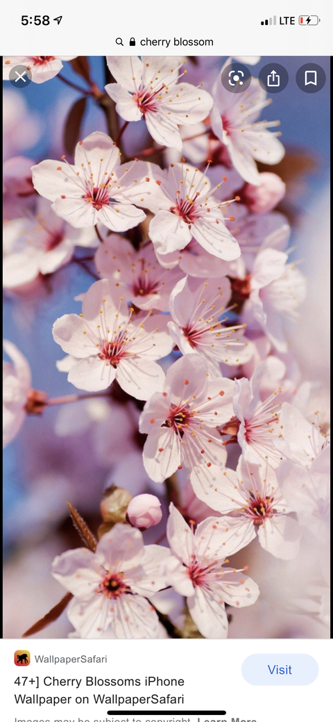 blissfulcherryblossom nude