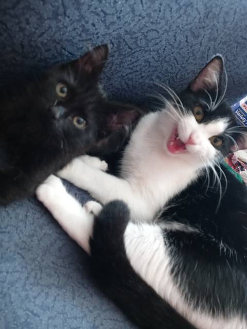 kittiesandtitties420 nude