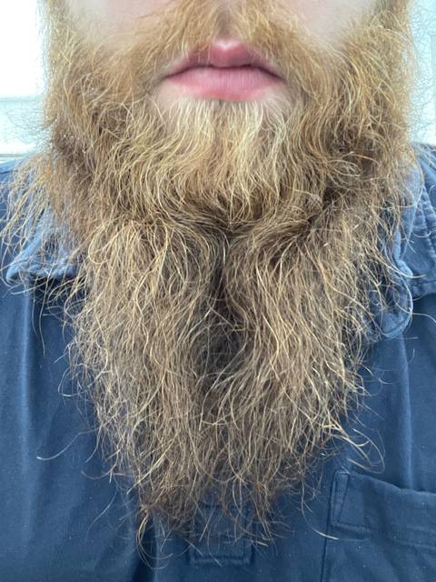 beardeddadbod13