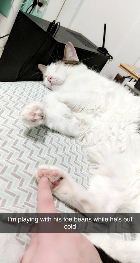 bootoebeans