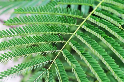 Elysia - fauxontherun OnlyFans