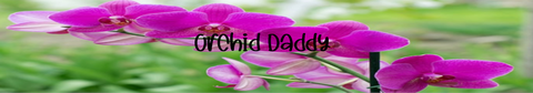 orchid_daddy nude