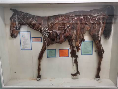 Alexander - animal.rescuer OnlyFans