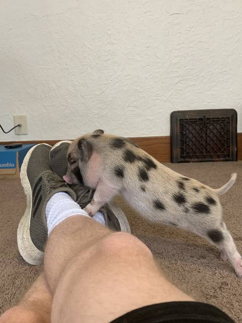 cleoporktra
