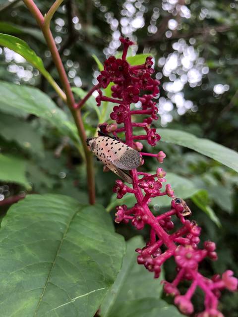 squishingspotted nude