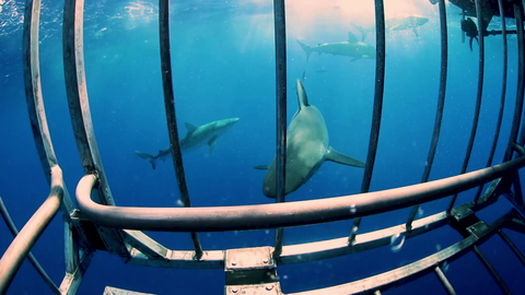 Shane Brown - shangerdanger OnlyFans