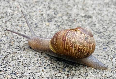 snailsub nude