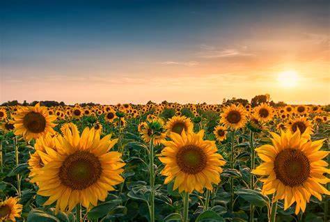 tattooedfeetcutie nude