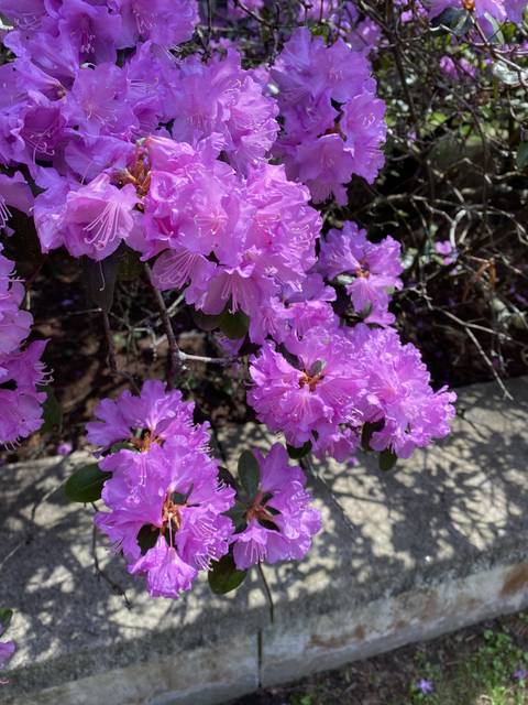 Mommy😈 - hhmommymilkers OnlyFans