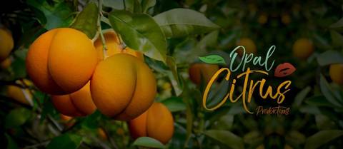 Bare Opal 🍊 𝍖𝍖 - opal_citrus OnlyFans