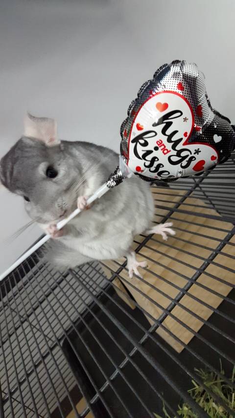 charliechinchilla