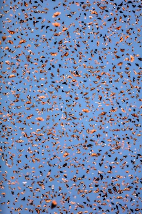 bigbootygemini420 nude