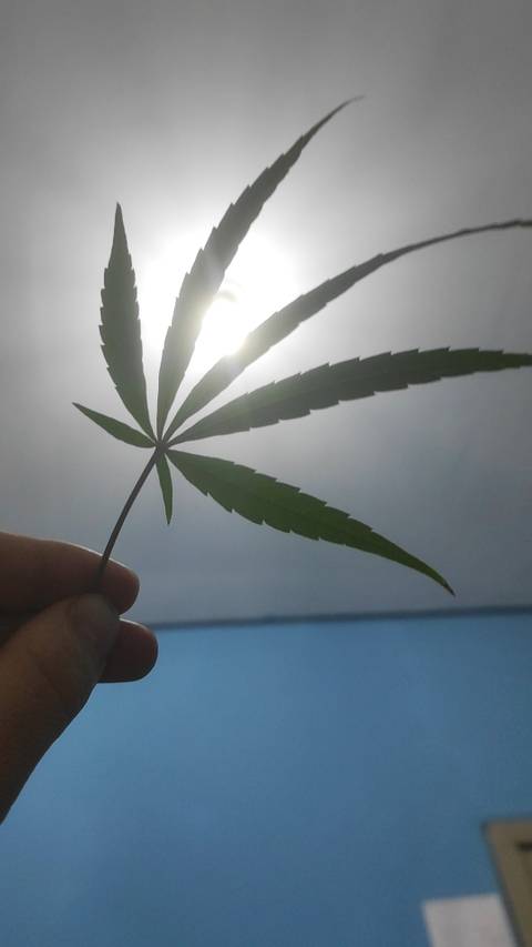 sexandcannabis nude