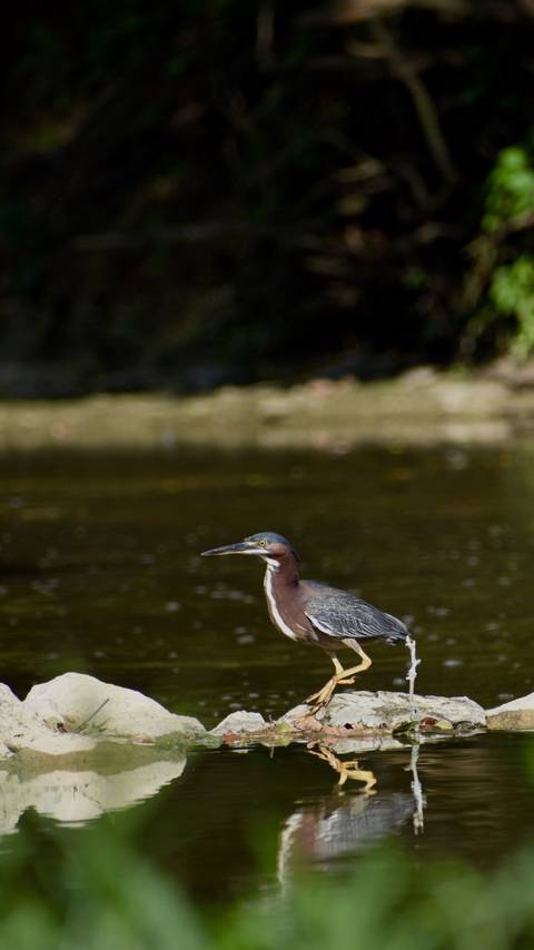 avian-enjoyer