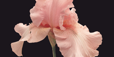your.iris