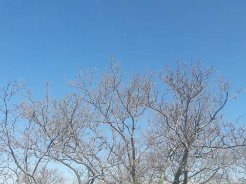 bellaisabellachica1 nude