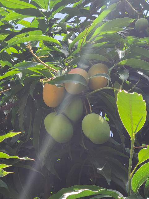 dominicanqueen03 nude