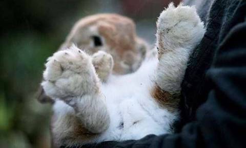 bunny.paws