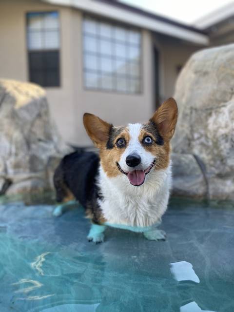 @kona.the.corgi