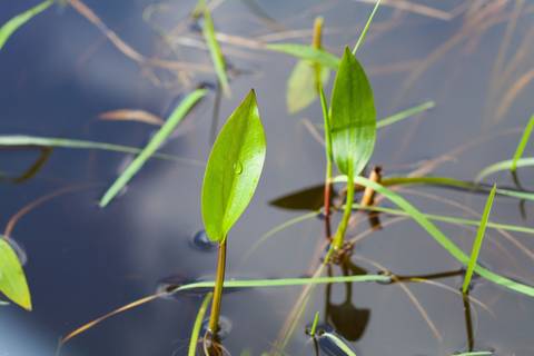 wildcarp nude