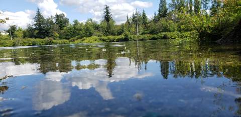 Ginger Fox - gingerfox OnlyFans