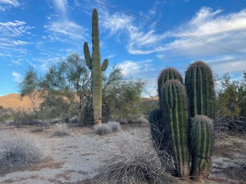 cactuscody nude