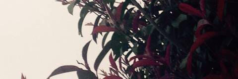 osiris - pup_rampage OnlyFans