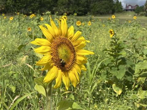 sunflowerhannah nude