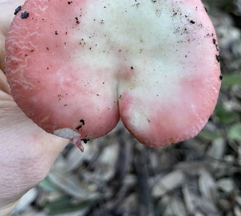 onlyfungi nude