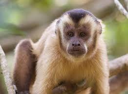 hoodedcapuchin