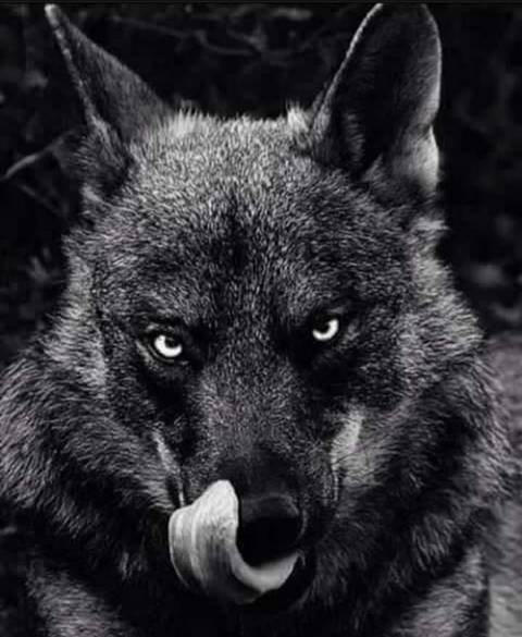 wolf4life