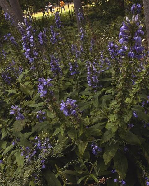 flowerchild1111 nude