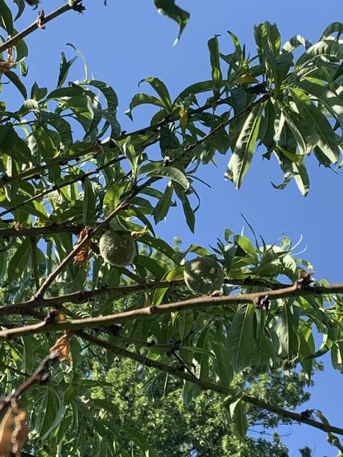 koreanchristine nude