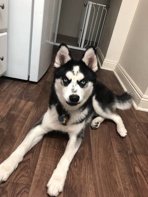 akirathehusky