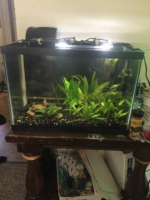 fishtanksandmoney nude