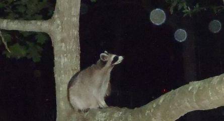 vampire-delight nude