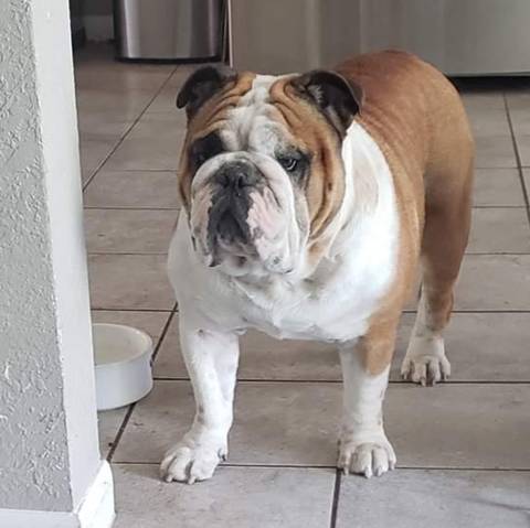 chaosbulldog