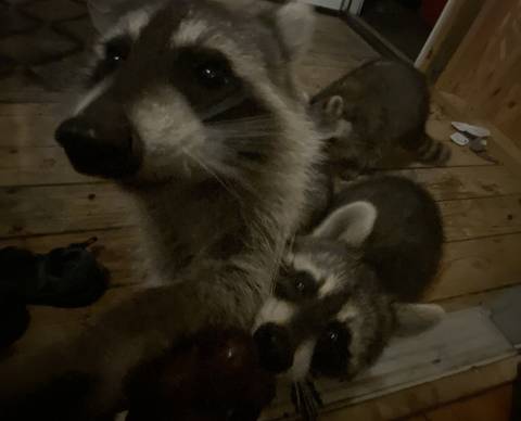 bignaturalraccs