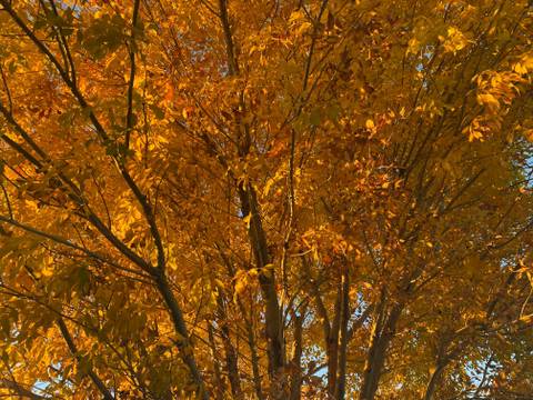 mariahthecynical nude